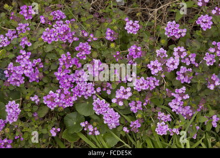 Viola trailing lantana, Lantana montevidensis, specie invasive (dal Sud America) in Texas. Foto Stock