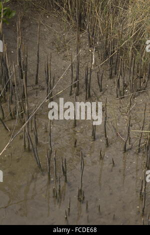 Mangrovia nera, germinans Avicennia sul bordo saltmarsh con pneumatofori (radici di aerazione), Texas. Foto Stock