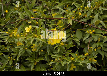 Carolina jessamine, Gelsemium sempervirens, in fiore in primavera; Texas. Foto Stock