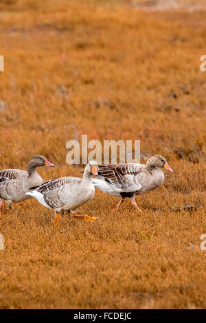 Paesi Bassi, Kerkwerve, riserva naturale Prunje, Parco Nazionale di Oosterschelde. Marsh samphire in autunno. Graylag o Graylag oche. Foto Stock