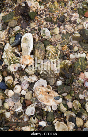 Paesi Bassi, Ouwerkerk, Oosterschelde estuario. Oyster bank a bassa marea Foto Stock