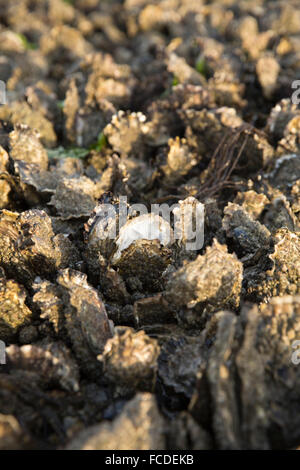 Paesi Bassi, Ouwerkerk, Oosterschelde estuario. Oyster bank a bassa marea Foto Stock