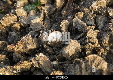 Paesi Bassi, Ouwerkerk, Oosterschelde estuario. Oyster bank a bassa marea Foto Stock