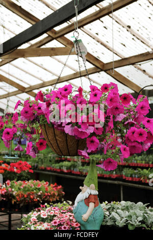 Rosa fiori di petunia Foto Stock