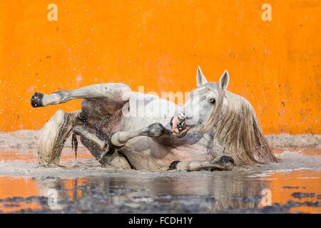 Lusitano. Stallone grigio wallowing in un invaso arena dei tori. Portogallo Foto Stock