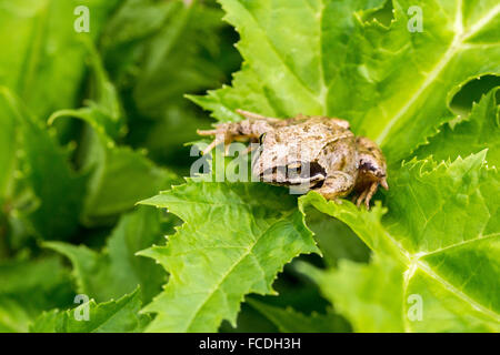 Paesi Bassi, Susteren vicino a Echt. Riserva naturale De Doort. Rana comune (Rana temporaria) Foto Stock