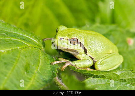 Paesi Bassi, Susteren vicino a Echt. Riserva naturale De Doort. Raganella (Hyla arborea precedentemente Rana arborea) Foto Stock