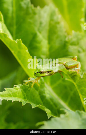 Paesi Bassi, Susteren vicino a Echt. Riserva naturale De Doort. Raganella (Hyla arborea precedentemente Rana arborea) Foto Stock