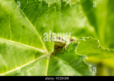 Paesi Bassi, Susteren vicino a Echt. Riserva naturale De Doort. Raganella (Hyla arborea precedentemente Rana arborea) Foto Stock