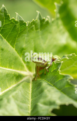 Paesi Bassi, Susteren vicino a Echt. Riserva naturale De Doort. Raganella (Hyla arborea precedentemente Rana arborea) Foto Stock