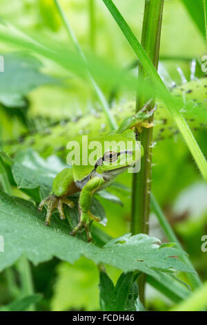 Paesi Bassi, Susteren vicino a Echt. Riserva naturale De Doort. Raganella (Hyla arborea precedentemente Rana arborea) Foto Stock