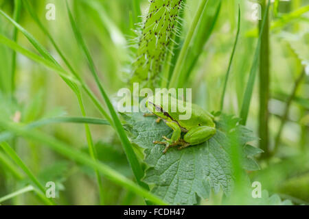 Paesi Bassi, Susteren vicino a Echt. Riserva naturale De Doort. Raganella (Hyla arborea precedentemente Rana arborea) Foto Stock