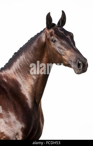 Oldenburg cavallo. Ritratto di black castrazione, visto uno contro uno sfondo bianco. Austria Foto Stock