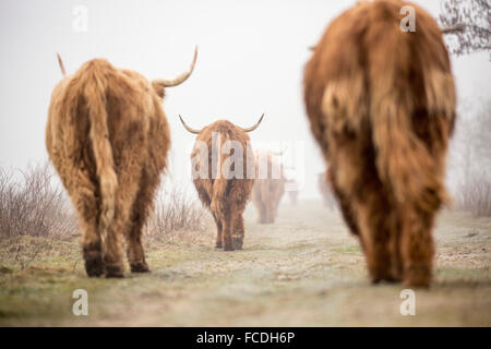 Paesi Bassi, Loon op Zand, De ulteriori. riserva naturale Huis Ter Heide. Highland bovini nella nebbia di mattina Foto Stock