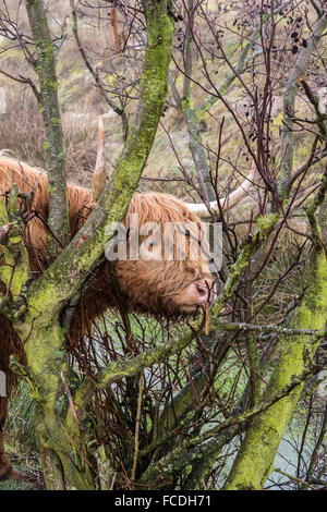 Paesi Bassi, Loon op Zand, De ulteriori. riserva naturale Huis Ter Heide. Highland bovini nella nebbia di mattina Foto Stock