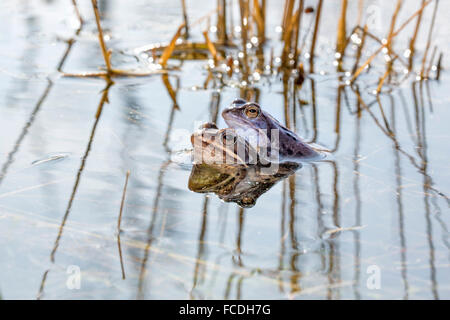 Paesi Bassi, Loon op Zand, De ulteriori. riserva naturale Huis Ter Heide. Maschio rane Moro (Rana arvalis) cambiando colore Foto Stock