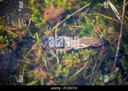 Paesi Bassi, Loon op Zand, De ulteriori. riserva naturale Huis Ter Heide. Femmina rane Moro (Rana arvalis) lascia dopo la deposizione delle uova Foto Stock