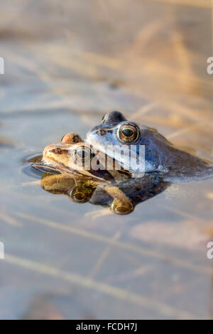 Paesi Bassi, Loon op Zand, De ulteriori. riserva naturale Huis Ter Heide. Maschio rane Moro (Rana arvalis) cambiando colore Foto Stock
