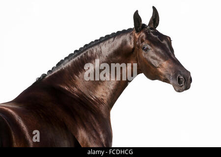 Oldenburg cavallo. Ritratto di black castrazione, visto uno contro uno sfondo bianco. Austria Foto Stock