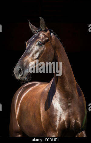 Oldenburg cavallo. Ritratto di black castrazione, visto uno contro uno sfondo nero. Austria Foto Stock