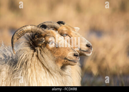 Paesi Bassi, Nieuwkoop, riserva naturale Ruygeborg, pecore chiamato Drentse heideschapen. Foto Stock