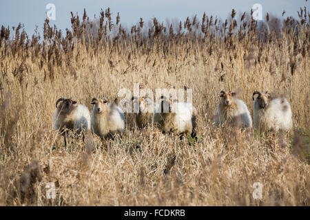 Paesi Bassi, Nieuwkoop, riserva naturale Ruygeborg, pecore chiamato Drentse heideschapen. Foto Stock