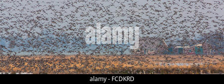 Paesi Bassi, Zevenhoven, riserva naturale De Groene Jonker. Stormi di uccelli acquatici Foto Stock