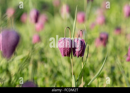 Paesi Bassi, Gouda, giardino botanico. Fritillary fiori Foto Stock