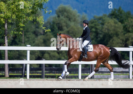 Trakehner. Giovani baia mare in un galoppo su un posto a cavallo durante un concorso. Austria Foto Stock