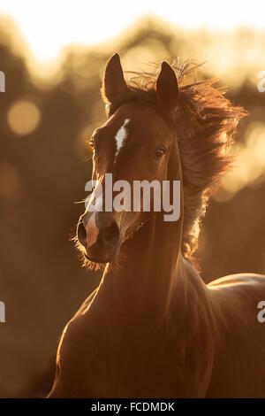 Trakehner. Ritratto di giovane stallone baia. Austria Foto Stock