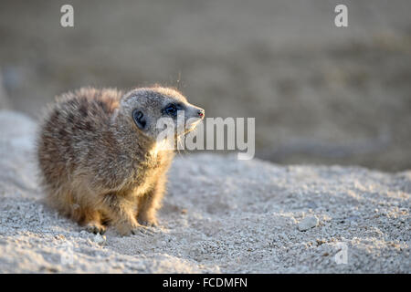 Meerkats (Suricata suricatta), giovani, nativo di Africa, captive Foto Stock