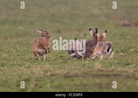 Paesi Bassi, Montfoort, Europeo brown lepre (Lepus europaeus). Accoppiamento stagione. La concorrenza tra i soggetti di sesso maschile. Foto Stock