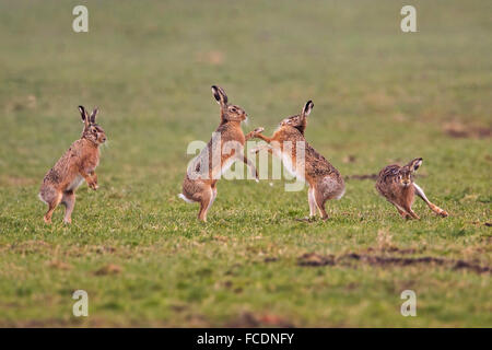 Paesi Bassi, Montfoort, Europeo brown lepre (Lepus europaeus). Accoppiamento stagione. La concorrenza tra i soggetti di sesso maschile. Foto Stock