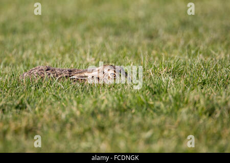 Paesi Bassi, Montfoort, Europeo marrone (lepre Lepus europaeus). Inverno Foto Stock