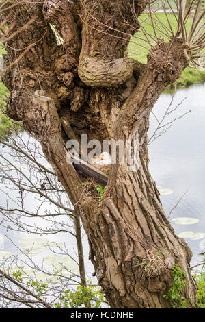 Paesi Bassi, Montfoort, anatra selvatica o il germano reale, femmina, allevamento in willow tree Foto Stock
