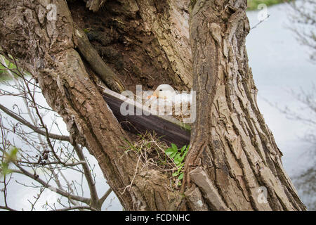 Paesi Bassi, Montfoort, anatra selvatica o il germano reale, femmina, allevamento in willow tree Foto Stock