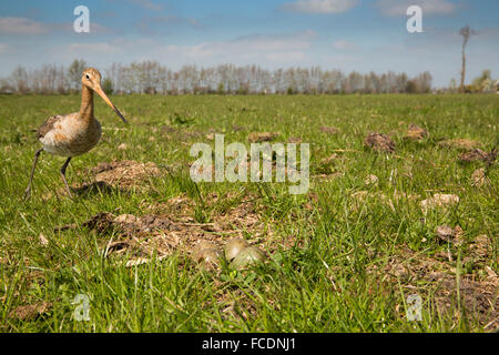 Paesi Bassi, Montfoort, Tailed godwit, femmina, tornando al nido. Foto Stock