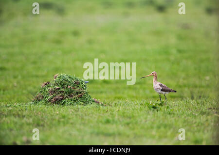 Paesi Bassi, Montfoort, Tailed godwit, femmina guardando la fotocamera Foto Stock