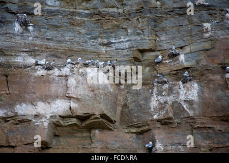 La nidificazione dei gabbiani sulla scogliera rocciosa in Staithes Yorkshire Foto Stock