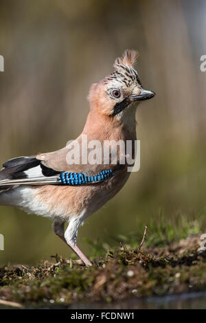 Paesi Bassi, 's-Graveland, 's-Gravelandse Buitenplaatsen, tenuta rurale chiamato Spanderswoud. Eurasian jay ( Garrulus glandarius ) Foto Stock