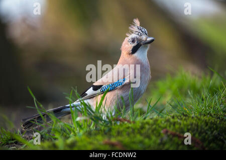 Paesi Bassi, 's-Graveland, 's-Gravelandse Buitenplaatsen, tenuta rurale chiamato Spanderswoud. Eurasian jay ( Garrulus glandarius ) Foto Stock