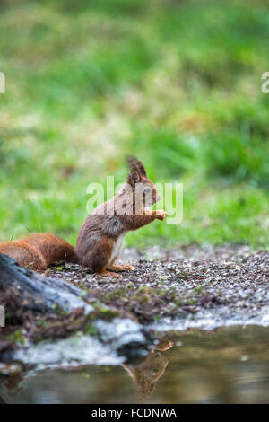 Paesi Bassi, 's-Graveland, 's-Gravelandse Buitenplaatsen, Rurale Hilverbeek station wagon. Eurasian scoiattolo rosso ( Sciurus vulgaris) Foto Stock