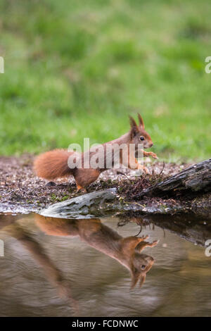 Paesi Bassi, 's-Graveland, 's-Gravelandse Buitenplaatsen, Rurale Hilverbeek station wagon. Eurasian scoiattolo rosso ( Sciurus vulgaris) Foto Stock