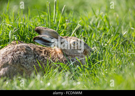 Paesi Bassi, Montfoort, Europeo marrone (lepre Lepus europaeus) Foto Stock