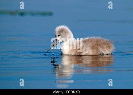 Cigno (Cygnus olor). Piscina Cygnet mentre si tira su una pianta acquatica. Germania Foto Stock