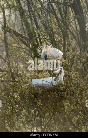 Paesi Bassi, Rhenen, riserva naturale Blauwe Kamer. Island, luogo di allevamento per le spatole Foto Stock