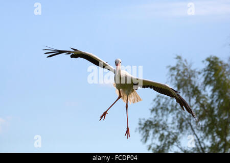 Paesi Bassi, Lopik, comune stork battenti Foto Stock