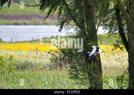 Paesi Bassi, Lopik, comune stork battenti Foto Stock