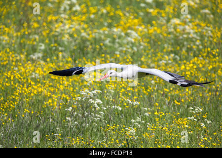 Paesi Bassi, Lopik, Comune di cicogna volando sul campo con renoncules, mucca prezzemolo e il tarassaco Foto Stock