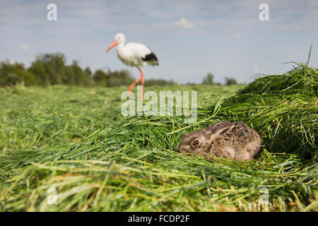 Paesi Bassi, Montfoort, lepre giovane nascosto per cicogna in background Foto Stock